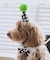 【DOG】【comif(コミフ)×ROPE' PICNIC】バースデーセット