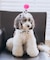 【DOG】【comif(コミフ)×ROPE' PICNIC】バースデーセット