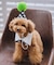 【DOG】【comif(コミフ)×ROPE' PICNIC】バースデーセット