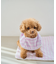 【DOG】ひんやりスタイ