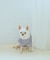 【DOG】マシュマロフリルニット/リンクコーデ