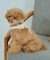 【DOG】チュールスタイ