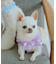 【DOG】チュールスタイ