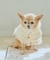 【DOG】ニットポンチョ