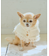 【DOG】ニットポンチョ
