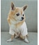 【DOG】RENU photo Tee/UVカット・接触冷感・リンクコーデ