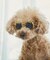 【DOG】ファッショングラス