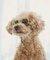 【DOG】ファッショングラス
