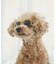 【DOG】ファッショングラス