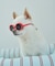 【DOG】ファッショングラス
