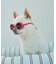 【DOG】ファッショングラス