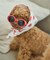 【DOG】ファッショングラス