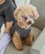 【DOG】ファッショングラス