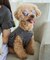 【DOG】ファッショングラス
