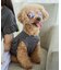 【DOG】ファッショングラス