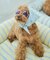 【DOG】ファッショングラス