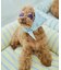 【DOG】ファッショングラス