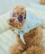【DOG】ファッショングラス