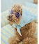 【DOG】ファッショングラス
