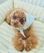 【DOG】ファッショングラス