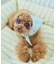 【DOG】ファッショングラス