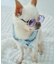 【DOG】ファッショングラス