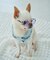 【DOG】ファッショングラス