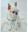 【DOG】ファッショングラス