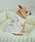 【DOG】カレッジロゴプリントピグメントTシャツ/リンクコーデ