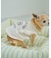 【DOG】カレッジロゴプリントピグメントTシャツ/リンクコーデ