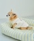 【DOG】カレッジロゴプリントピグメントTシャツ/リンクコーデ