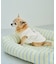 【DOG】カレッジロゴプリントピグメントTシャツ/リンクコーデ