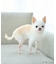 【DOG】ナイロンスリングバッグ