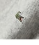 LACOSTE: ラメ ミックス スキッパー ニット プルオーバー