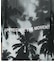 PALM TREE ALOHA SHIRT