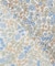 【洗える】Liberty シャツカラー スキッパー ブラウス