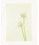 【洗える・クロワッサン 掲載】PENTAS / オリジナルフォトプリントＴシャツ