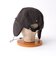 【halo commodity/ハロ コモディティー】h263-3003 Lock Flap Cap