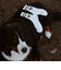 【ROSTER SOX/ロスターソックス】DOG