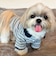 【FR PETS】マルチボーダーポロシャツ