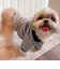 【FR PETS】マルチボーダーポロシャツ
