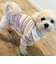 【FR PETS】マルチボーダーポロシャツ