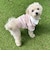 【FR PETS】マルチボーダーポロシャツ