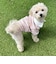 【FR PETS】マルチボーダーポロシャツ