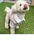 【FR PETS】マルチボーダーポロシャツ