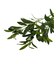 アートグリーンオリーブ