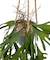 フェイクグリーンハンギングポットコウモリラン