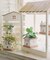 おうちウォールスノコラック／おうち植物