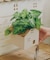 おうちハンギングポットカバー／おうち植物