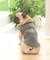 《DOG WEAR》イーグルタンク フレンチブルドック用